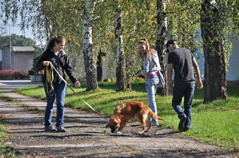 venčení psů brigáda|Brigády Praha Venčení psů, péče o zvířata